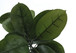 52" Tall, Artificial Plant, Rubber Tree, Indoor, Faux, Fake, Floor, Greenery, Potted, Real Touch, Decorative - Green / Black