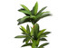 51" Tall, Artificial Plant, Dracaena Tree, Indoor, Faux, Fake, Floor, Greenery, Potted, Real Touch, Decorative - Green / Black