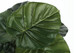 24" Tall, Artificial Plant, Alocasia, Indoor, Faux, Fake, Table, Greenery, Potted, Real Touch, Decorative - Green / Black