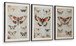 Jossletts - Orange / Black / Ivory - Wall Art Set (Set of 3)