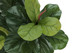 47" Tall, Artificial Plant, Fiddle Tree, Indoor, Faux, Fake, Floor, Greenery, Potted, Real Touch, Decorative - Green / Black