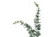44" Tall, Artificial Plant, Eucalyptus Tree, Indoor, Faux, Fake, Floor, Greenery, Potted, Real Touch, Decorative - Green / Black