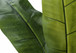 55" Tall, Artificial Plant, Banana Tree, Indoor, Faux, Fake, Floor, Greenery, Potted, Real Touch, Decorative - Green / Black