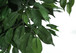 58" Tall, Artificial Plant, Ficus Tree, Indoor, Faux, Fake, Floor, Greenery, Potted, Decorative - Green / Black