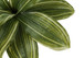 17" Tall, Artificial Plant, Dracaena, Indoor, Faux, Fake, Table, Greenery, Potted, Real Touch, Decorative - Green / Black