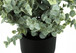 11" Tall, Artificial Plant, Eucalyptus Grass, Indoor, Faux, Fake, Table, Greenery, Potted, Decorative (Set of 2) - Green / Black