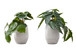 8" Tall, Artificial Plant, Alocasia, Indoor, Faux, Fake, Table, Greenery, Potted, Decorative (Set of 2) - Green / White
