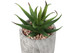 6" Tall, Artificial Plant, Succulent, Indoor, Faux, Fake, Table, Greenery, Potted, Decorative (Set of 2) - Green / Gray