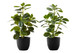14" Tall, Artificial Plant, Ficus, Indoor, Faux, Fake, Table, Greenery, Potted, Decorative (Set of 2) - Green / Black