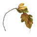 Maple Leaf Spray Green & Mustard, Botanicals Decor For Harvest Festival Fall Festival & Thanksgiving Table Decorations (Set of 12) - Green / Mustard