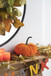 Velvet Weighted Pumpkin Ornament Decor For Holiday Harvest Festival Fall Festival & Thanksgiving (Set of 2) - Orange