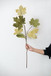 Paper Maple Leaf Spray, Botanicals Decor For Harvest Festival Fall Festival & Thanksgiving Table Decorations
