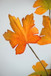 Paper Maple Leaf Spray, Botanicals Decor For Harvest Festival Fall Festival & Thanksgiving Table Decorations