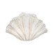 22" Scallop Shell Decor - White