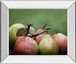 Comice Pear Il By Rachel Perry - Mirror Framed Print Wall Art - Green
