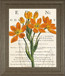 Eurphoria Botany By Sue Schlabach - Framed Print Wall Art - Orange