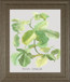Ficus Carica By Katrien Soeffers - Framed Print Wall Art - Green