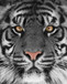 Floating Tempered Glass With Foil Tiger - Dark Gray