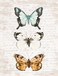 Framed - Butterfly Trio By Lettered & Lined - Gray