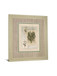 Histoire Du Orchid VII By Carney - Framed Print Wall Art - Green