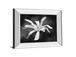 Magnolia Dreams I By Geyman Vitaly - Mirror Framed Print Wall Art - Dark Gray