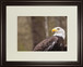 Majestic Eagle By Garytog Double Matted - Framed Print Wall Art - Light Brown