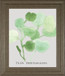 Pilea Peperomioides By Katrien Soeffers - Framed Print Wall Art - Green