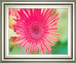 Pink Gerbera By Susan Bryant - Framed Print Wall Art - Pink