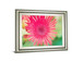 Pink Gerbera By Susan Bryant - Framed Print Wall Art - Pink
