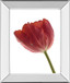 Red Tulip By Art Photo Pro - Mirror Framed Print Wall Art - Red