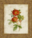 Roses On Newsprint Il By Lanie Loreth - Framed Print Wall Art - Beige