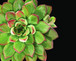 Succulent Elegans II By Jg Studios - Green