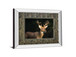 White Tail Buck By Tony Campbell Double Matted - Mirror Framed Print Wall Art - Black