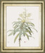 Dracaena Reflexa By Pierre Joseph Redoute - Framed Print Wall Art - Green