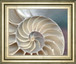 Nautilus By Levine, A. - Framed Print Wall Art - Pearl Silver