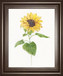 22x26 Sunflower I By Sally Swatland - Yellow