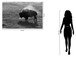 Tempered Glass - B&W Buffalo - Dark Gray
