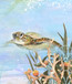 Turtle By The Reef II By Diannart (Framed) (Small) - Light Blue