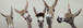 Whimsical Brows - 20" x 60" Framed Wall Art - Dark Brown