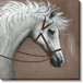 Silver Mane Gaze - 36" x 36" Framed Wall Art