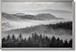 Misty Pine Veil - 32" x 47" Framed Wall Art - Gray