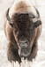 "Wild Majesty" Tempered Glass - Brown / White