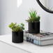 Artificial Succulent Plants (Set of 2)