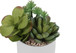 Artificial Succulent Plants (Set of 2)