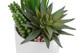 Artificial Succulent Plants (Set of 2)