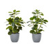 Artificial Ficus Elastica Plant (Set of 2)