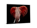 Tempered Glass Plus Foil Elephant - Red