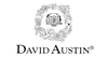 David Austin Roses