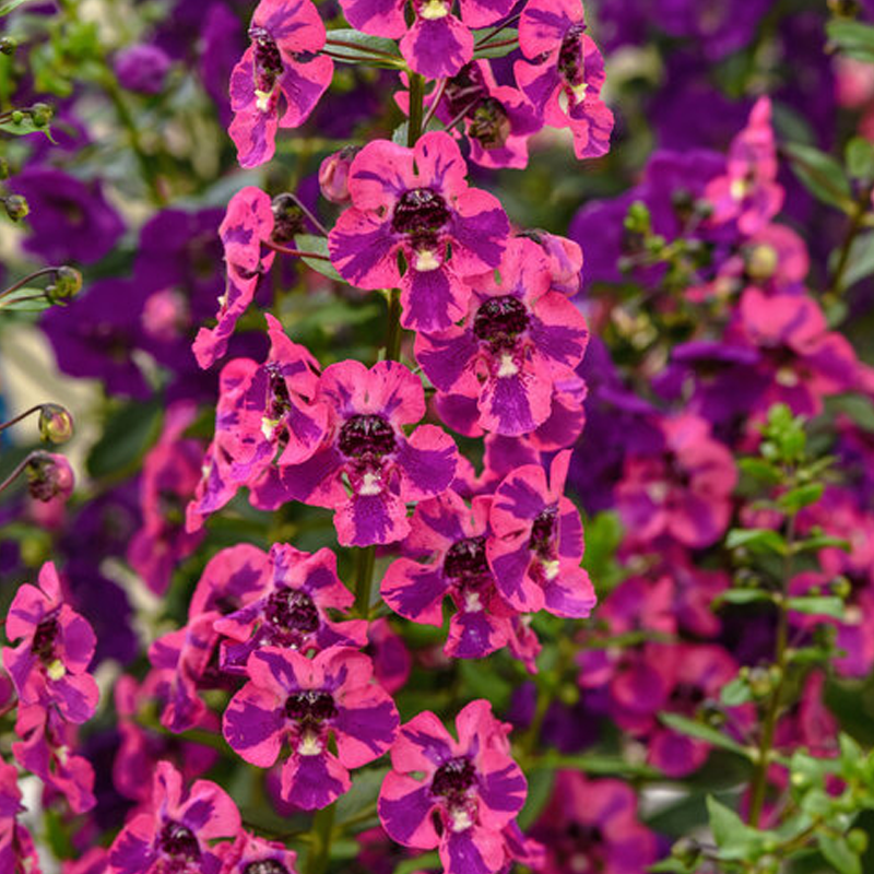 Guardian Angel™ Berry Sparkler Summer Snapdragon | Plant Addicts