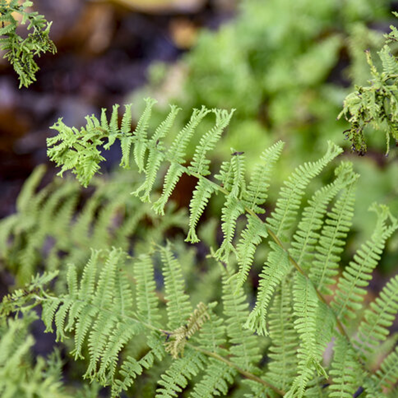 Fronds Forever Lady Fern